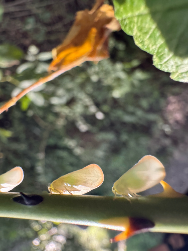 Ormenoides venusta photo 6