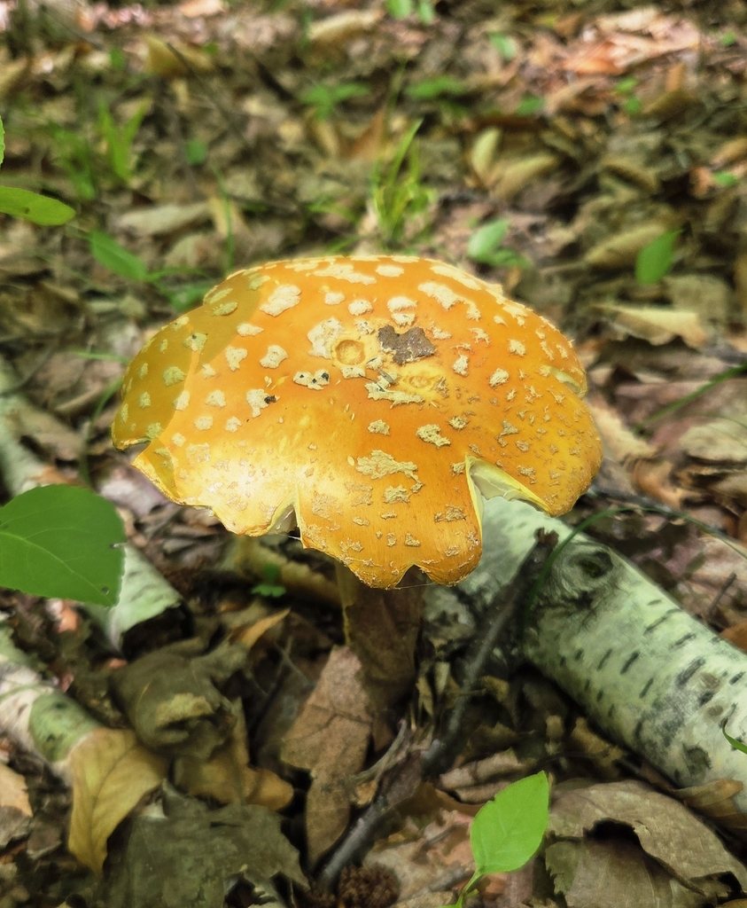Fly Agaric · June 2026 · photo: Photo: no rights reserved · iNaturalist