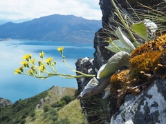 Brachyglottis haastii