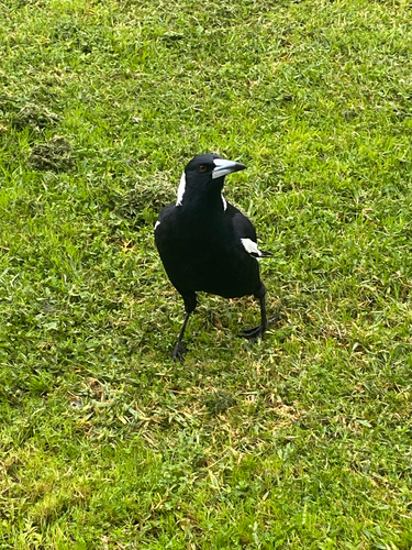 Australian Magpie