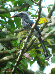 Black Dwarf Hornbill photo 5