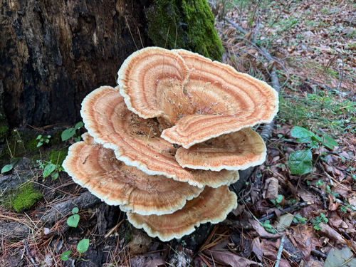 Berkeley's Polypore