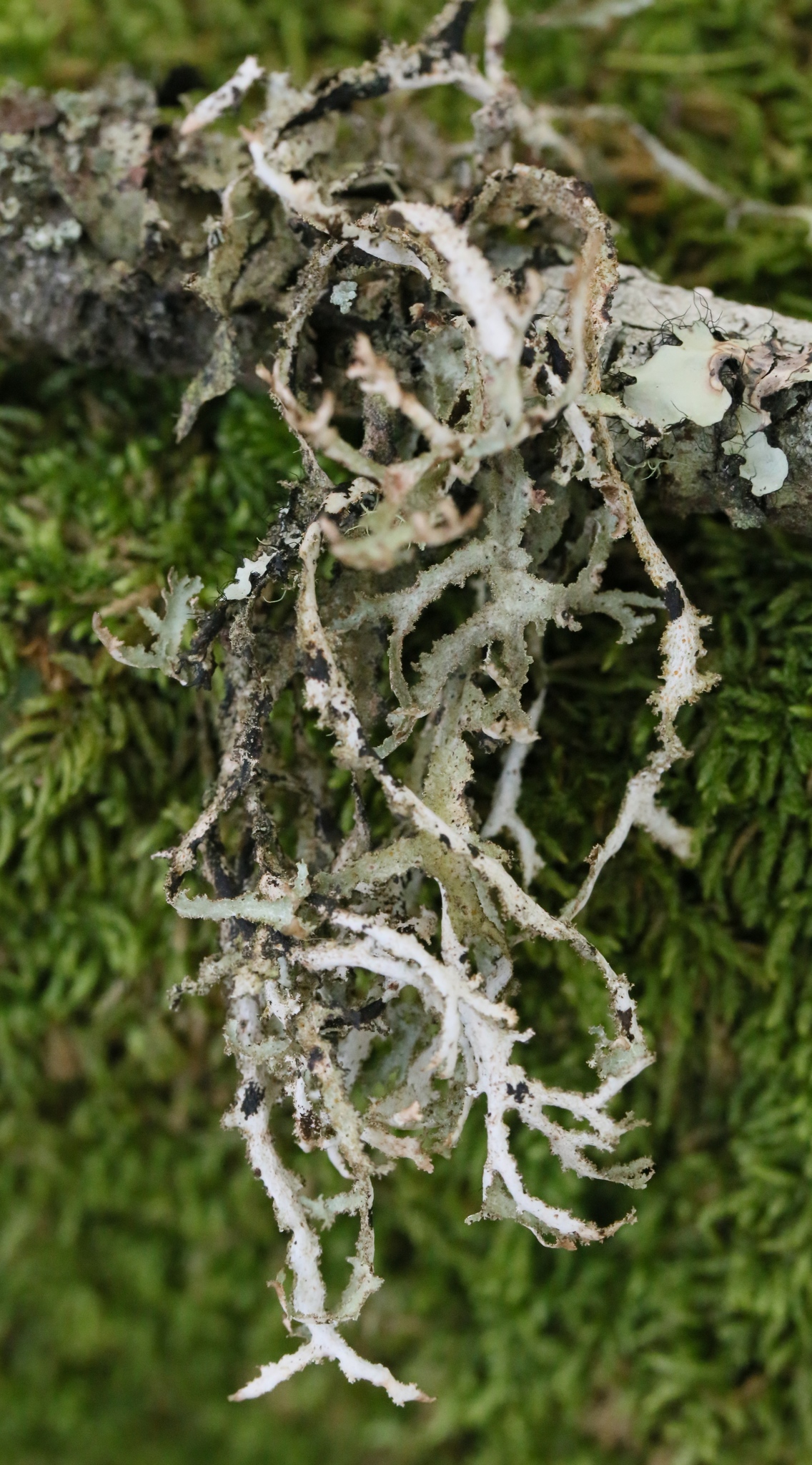 Platismatia herrei image