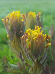 Castilleja levisecta