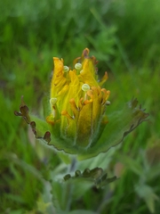 Castilleja levisecta