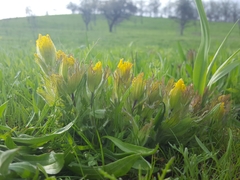 Castilleja levisecta