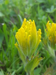 Castilleja levisecta