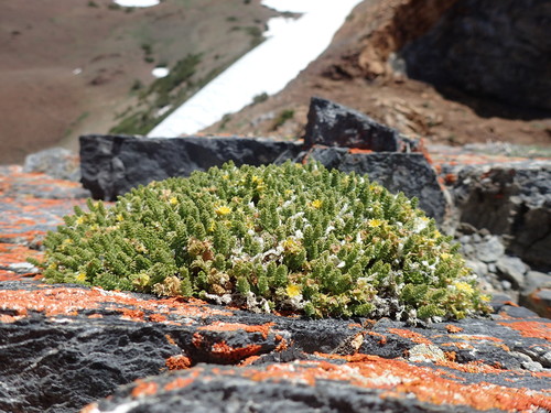 Image of Ivesia shockleyi by (c) Martin Purdy, some rights reserved (CC BY)