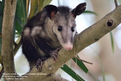 Southern Opossum
