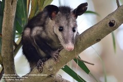 Common Opossum photo 5
