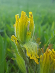Castilleja levisecta