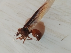 Atta laevigata