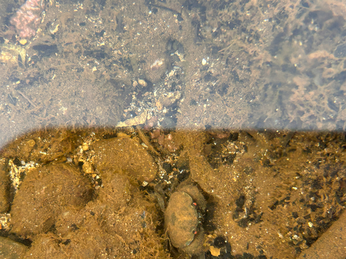 Platypodia observed 2026-06-04