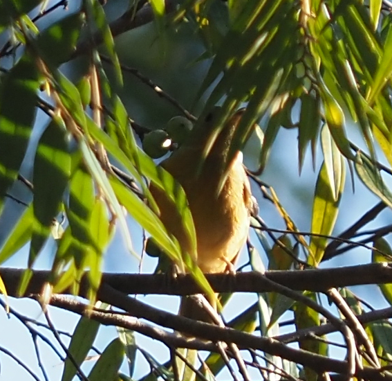 Ochre-bellied Flycatcher (Mionectes oleagineus), photo 10