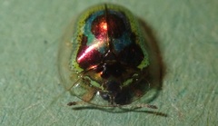 Charidotella zona