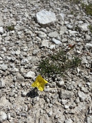 Oenothera lavandulifolia, photograph (c) Stephen Hornbeck, some rights reserved (CC BY)