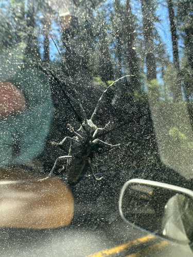 iNaturalist observation photo of White-spotted Sawyer