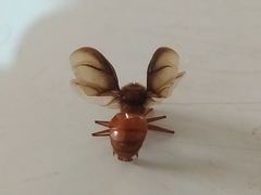Atta laevigata