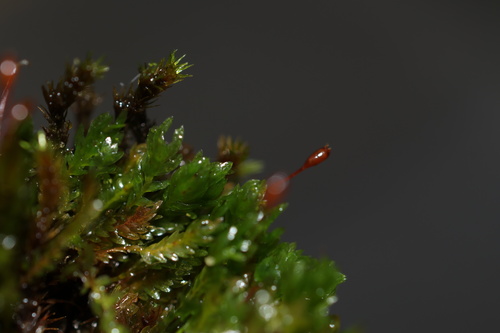 Fissidens osmundioides observed 2026-06-22