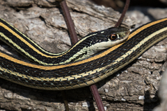 Thamnophis proximus proximus