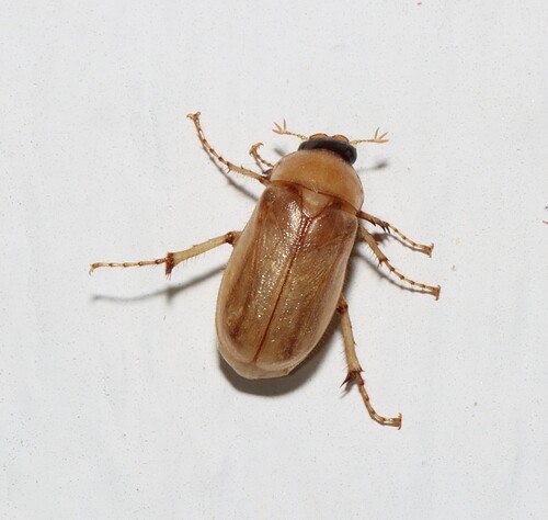 Phyllophaga longitarsa