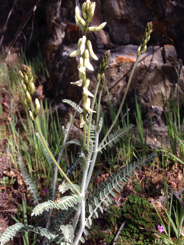 Congdon's milkvetch (Astragalus congdonii)