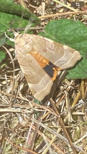 Broad-bordered Yellow Underwing