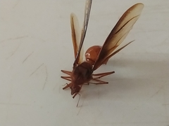 Atta laevigata