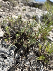 (c) Stephen Hornbeck, some rights reserved (CC BY) Oenothera lavandulifolia, photograph (c) Stephen Hornbeck, some rights reserved (CC BY)