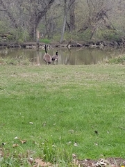 Branta canadensis
