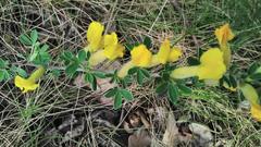 Chamaecytisus ratisbonensis