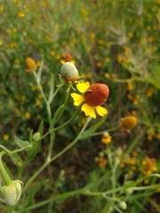 Helenium quadridentatum