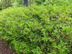 Rhododendron alabamense