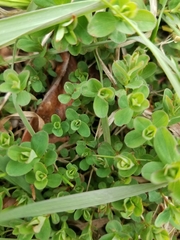 Magnoliopsida