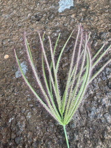 Chloris barbata observed 2026-06-23