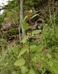 Sidastrum multiflorum