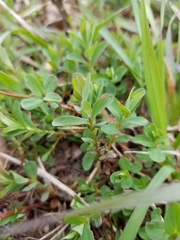 Magnoliopsida