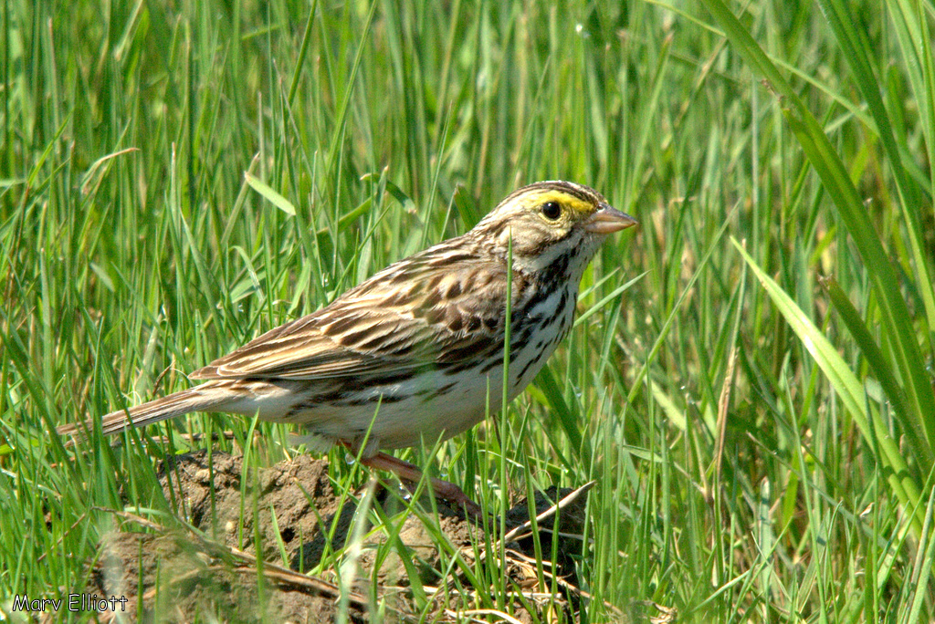 Savannah Sparrow (Birds of Alabama) · iNaturalist