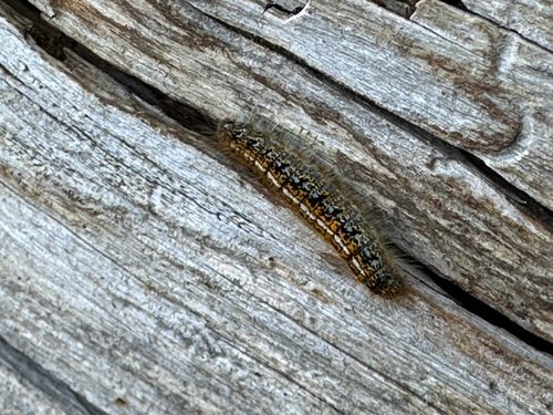 iNaturalist observation photo of Western Tent Caterpillar Moth