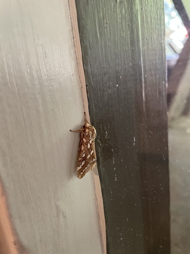 iNaturalist observation photo of Silver-spotted Tiger Moth
