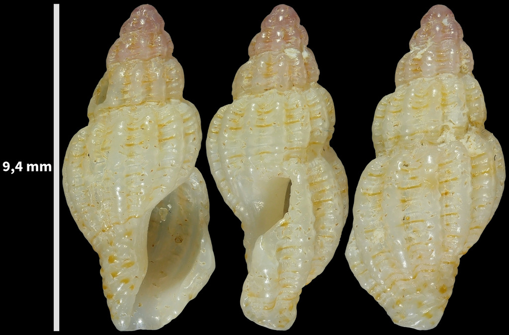 Leufroyia concinna