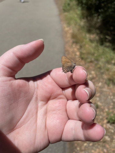 iNaturalist observation photo of Juniper Hairstreak