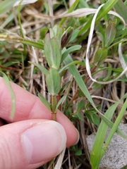 Magnoliopsida