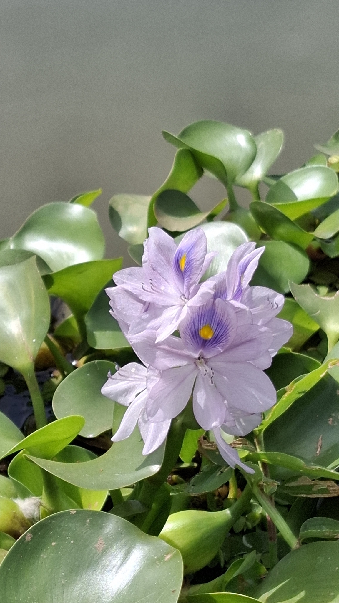 Pontederia crassipes