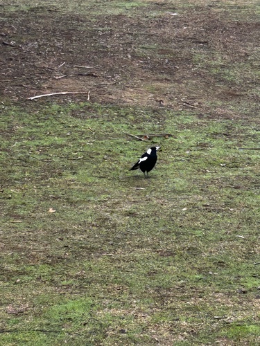 Australian Magpie
