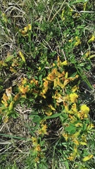Chamaecytisus ratisbonensis