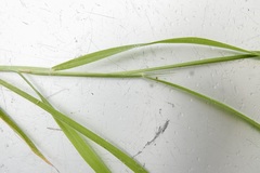 Anthephora hermaphrodita