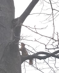 Sciurus niger
