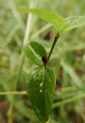 Dianthera sessilis