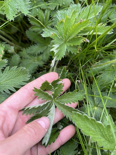 white-leaved cinquefoil